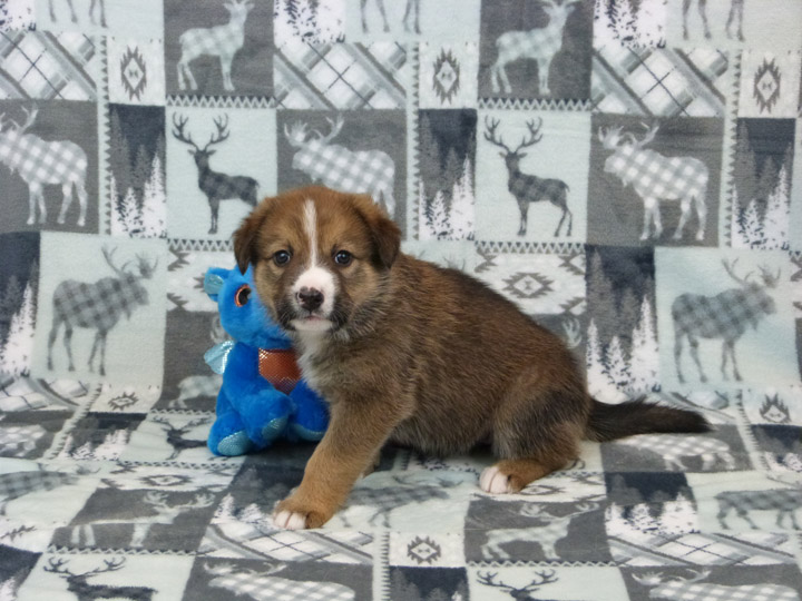 chinook puppy